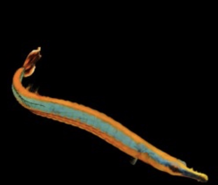 Blue Stripe Pipefish