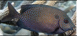 Gold Spotted Rabbitfish