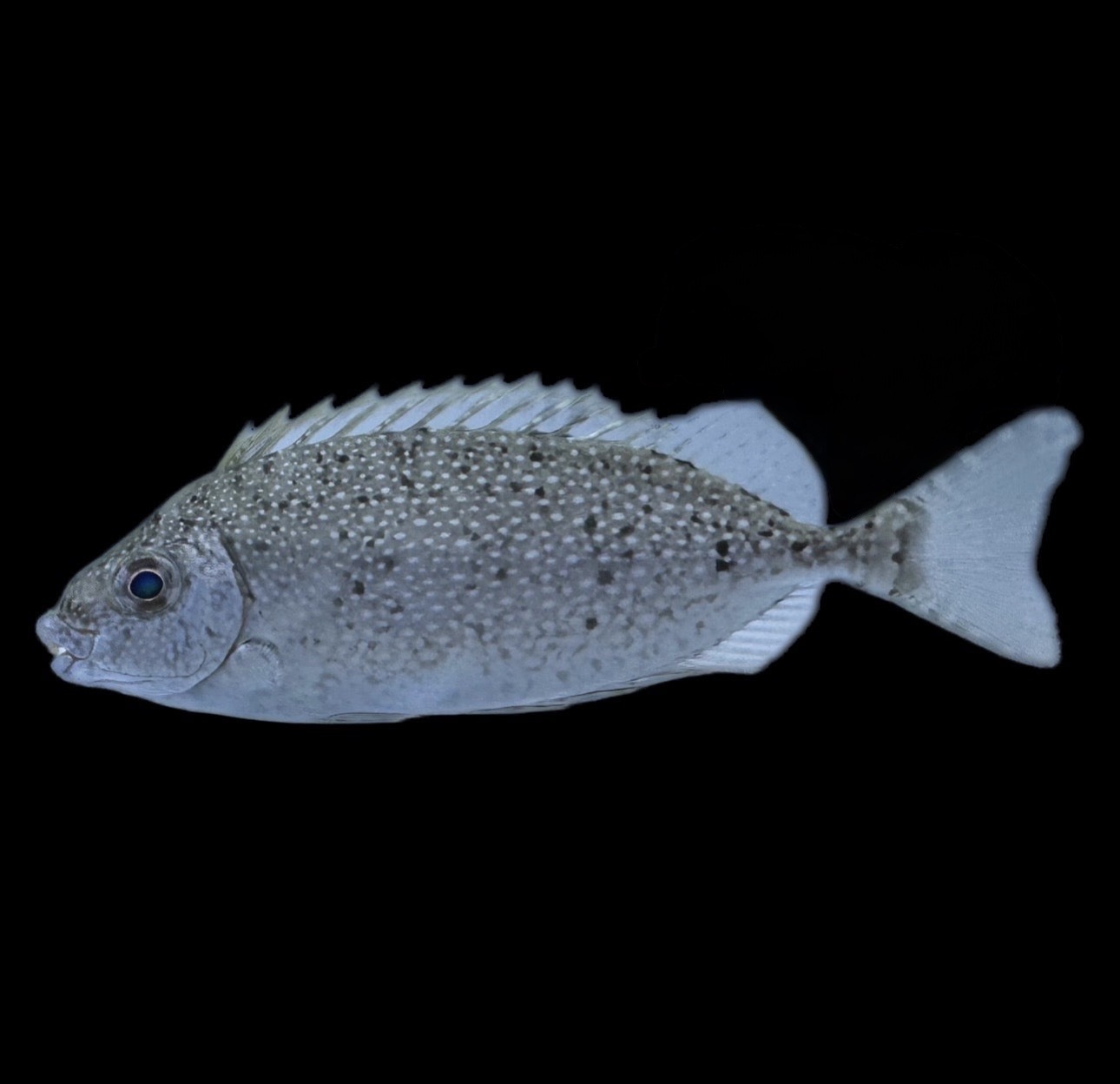 White Spotted Rabbitfish