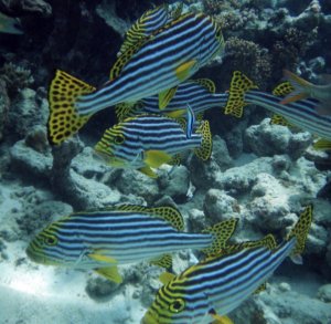 Oriental Sweetlips
