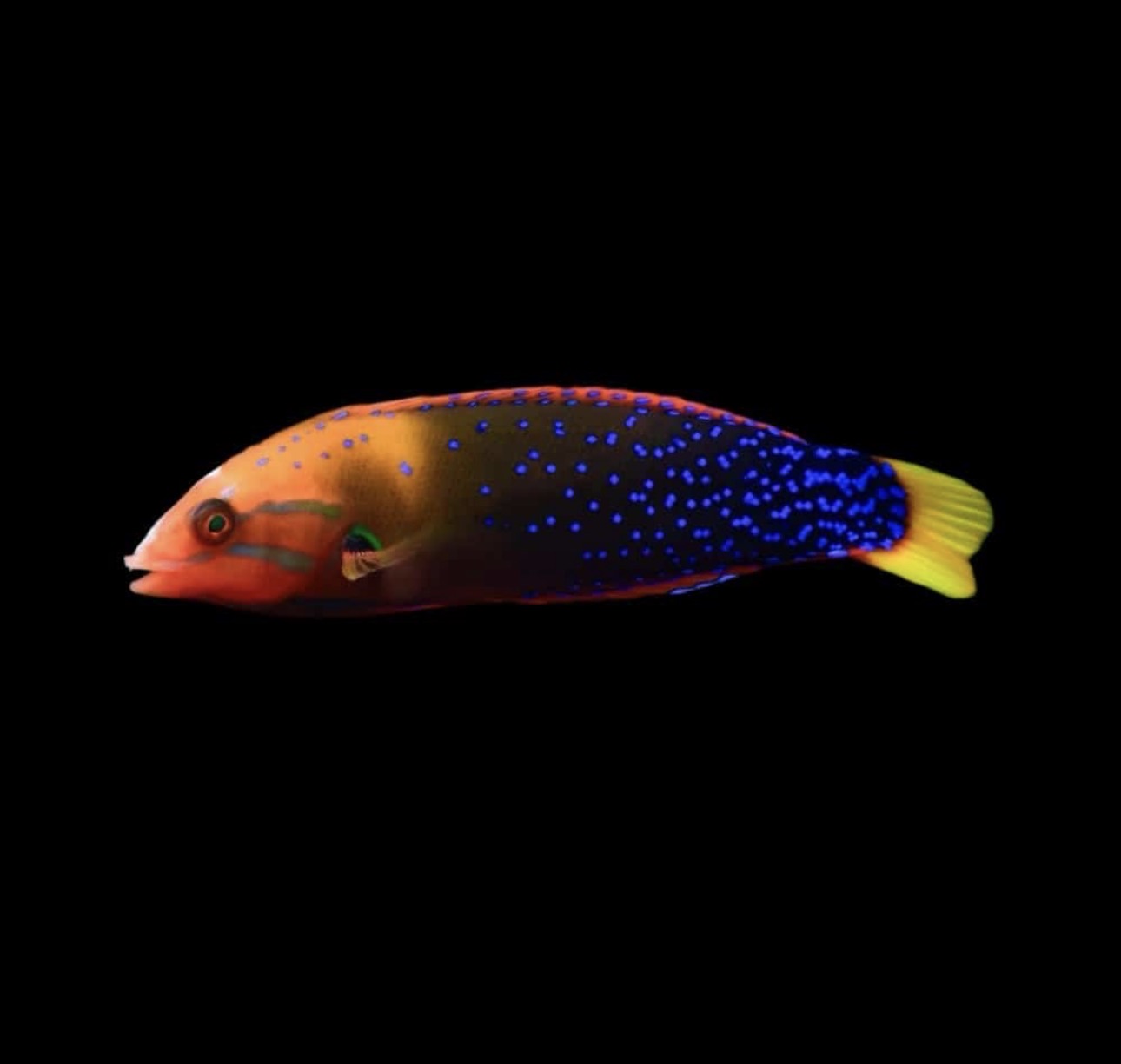 Coris Red Sm Wrasse