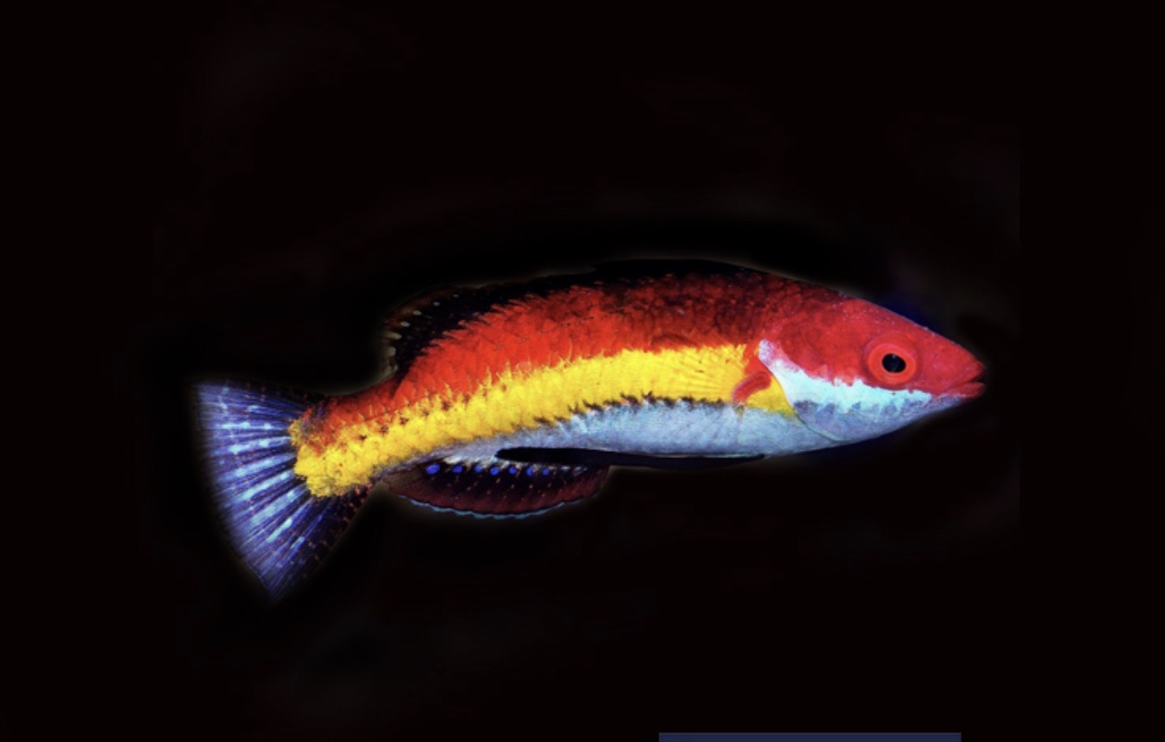 Fairy Naokoae-Male Wrasse