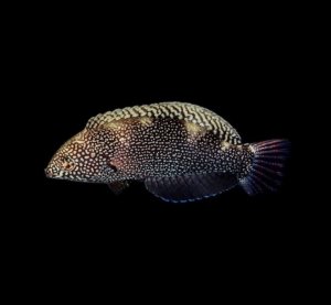 Leopard Black Wrasse