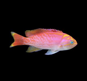 Bimaculatus-Male Anthias