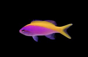 Evansi Anthias