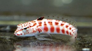 Snyder Weaver Blenny