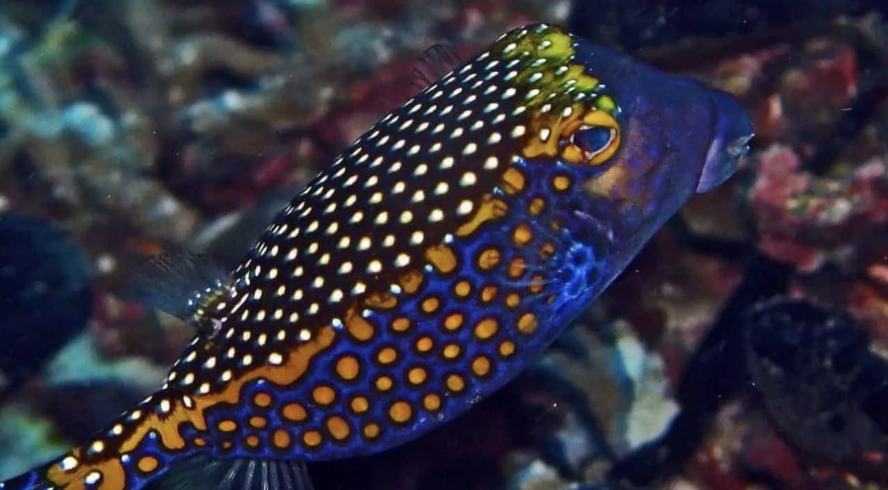 Blue Boxfish