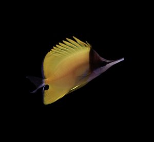 Longnose Yellow Lg Butterfly