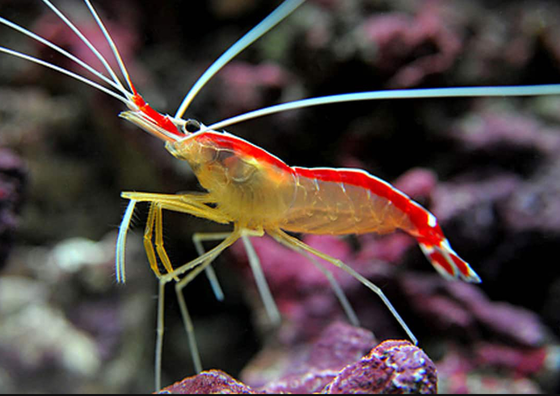 Cleaner shrimp (Lysmata amboinensis) in a reef aquarium showing its distinctive red and white coloring and long white antennae