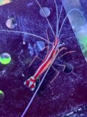 Cleaner Shrimp