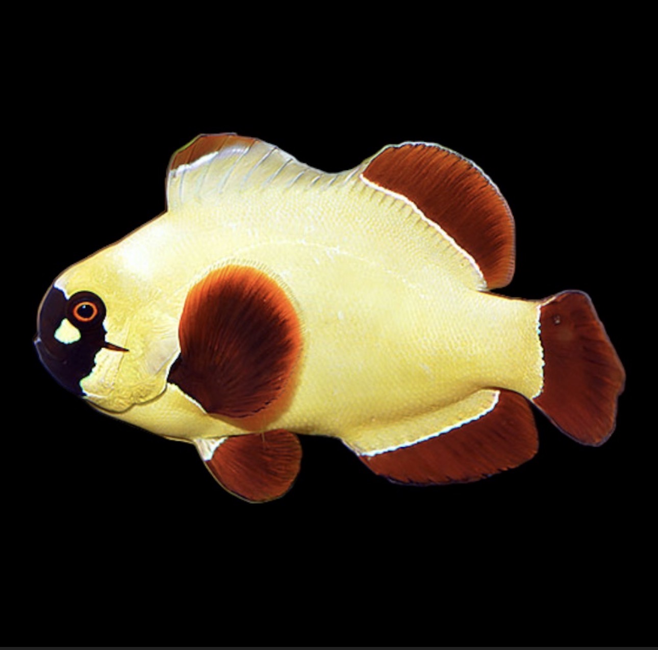 Gold Nugget (AC) Clown