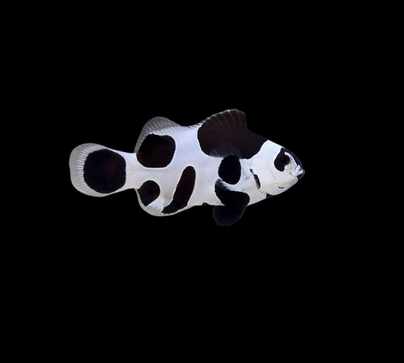 Storm Black (AC) Clown