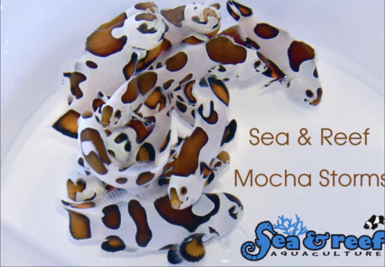 Storm Mocha (AC) Clown