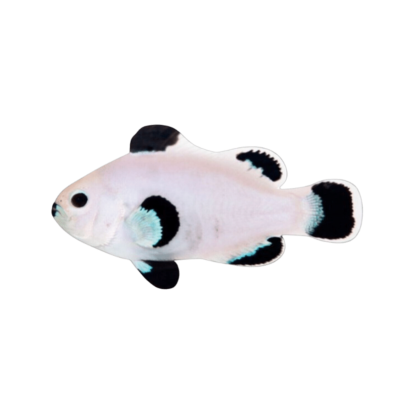 Storm Snow (AC) Clown