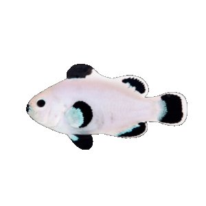 Storm Snow (AC) Clown