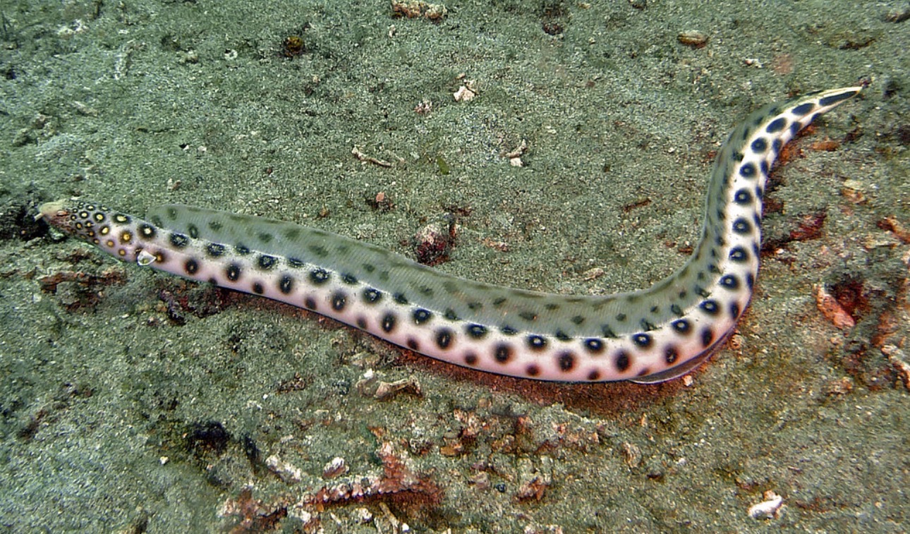 Snake Spotted Eel