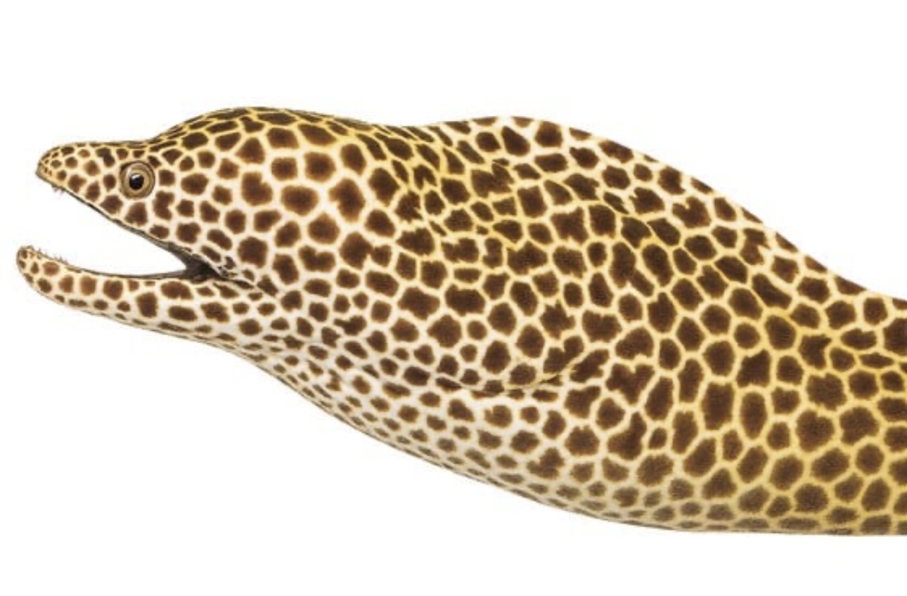 Tesselata Eel