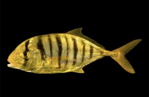 Golden (AC) Trevally