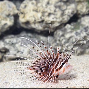Antennata (Venomous) Lionfish