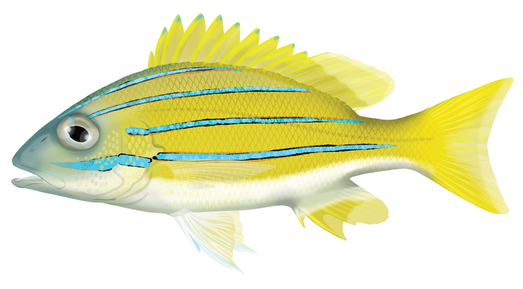 Blue Stripe Snapper