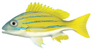 Blue Stripe Snapper