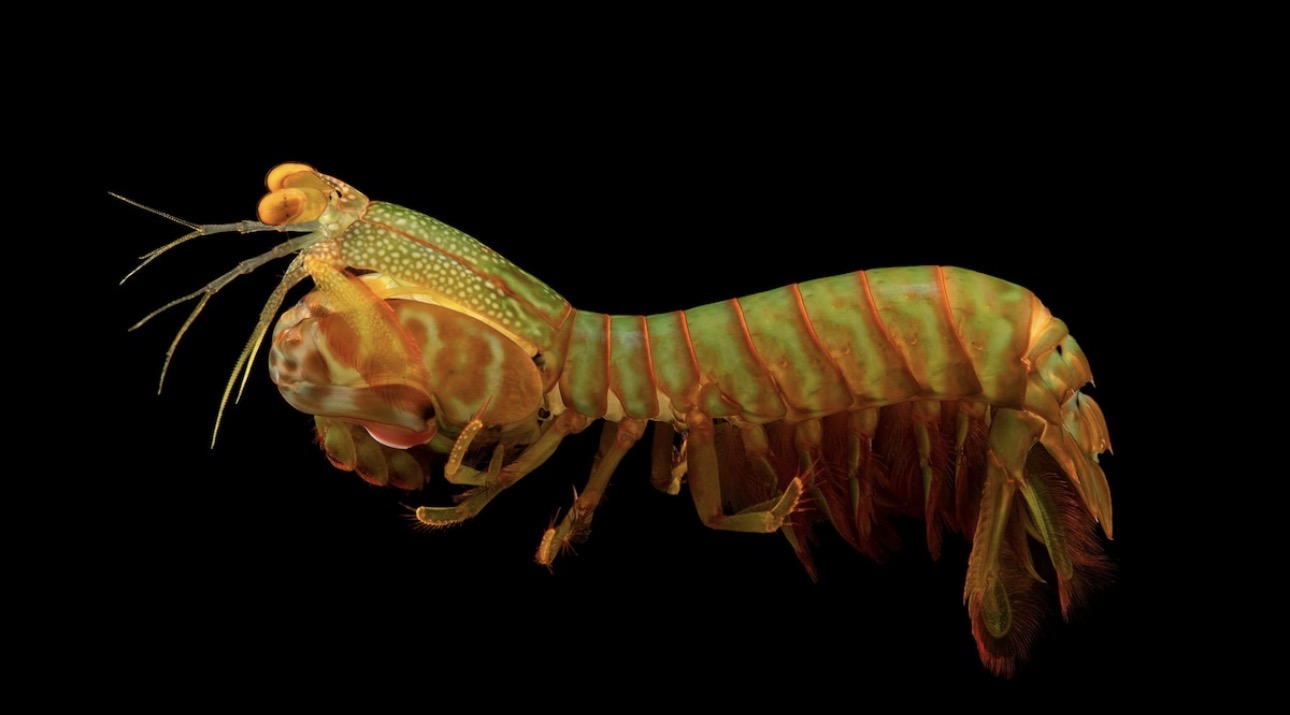 Mantis Shrimp