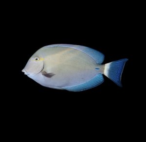 Ringtail Tang