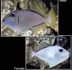 Bluejaw Sm - Female Trigger