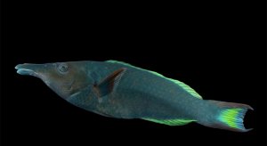 Bird Green Lg Wrasse