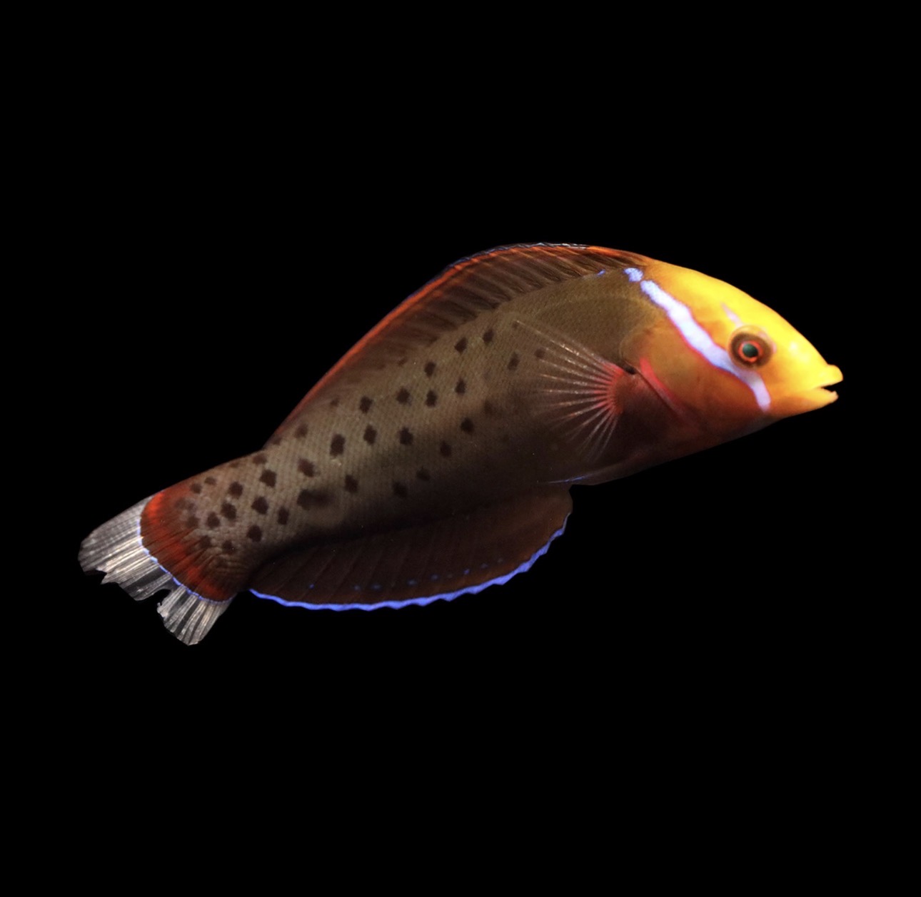 Coris Formosa Md Wrasse