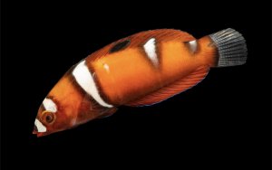 Coris Formosa Sm Wrasse