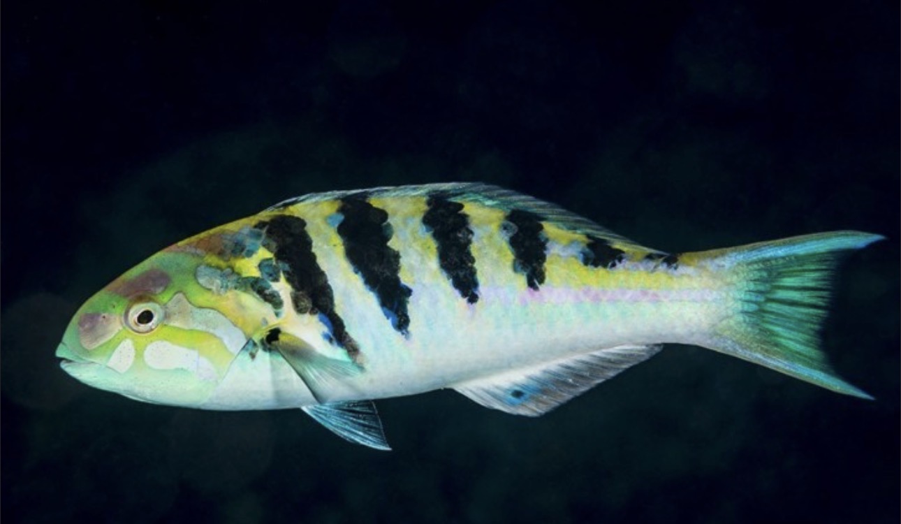 Hardwicke Wrasse