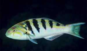 Hardwicke Wrasse