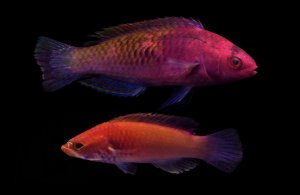 Red Velvet Fairy Wrasse