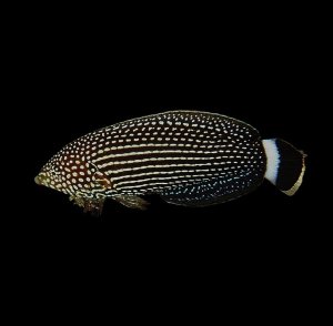 Tamarin Lineatus Wrasse