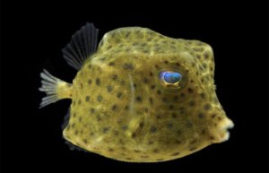 Boston Bean Cowfish