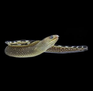 Moray Black Edge Eel