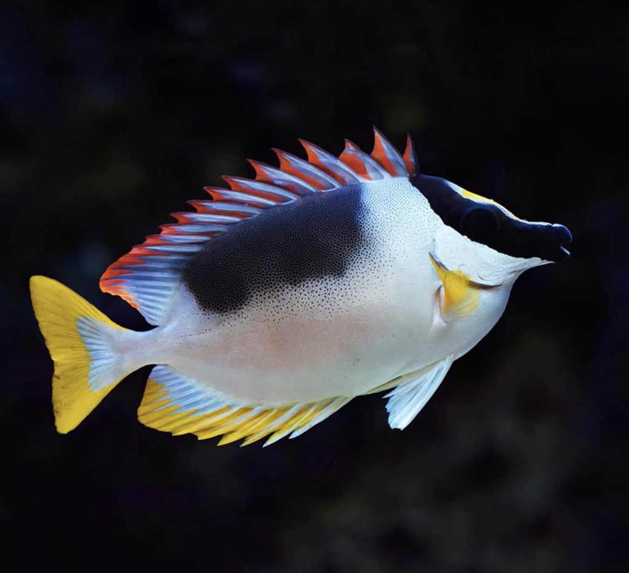 Magnificent Lg Foxface