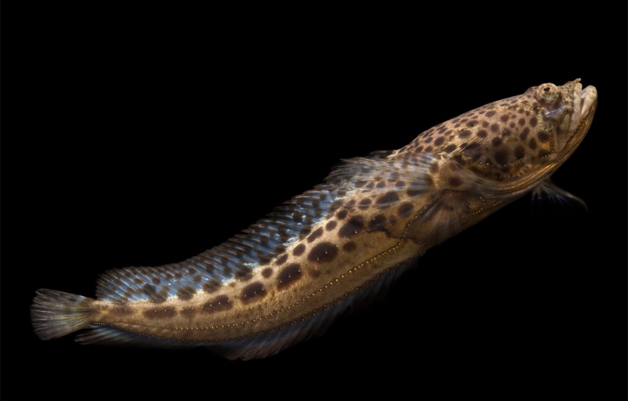 Midshipman Atlantic Toadfish