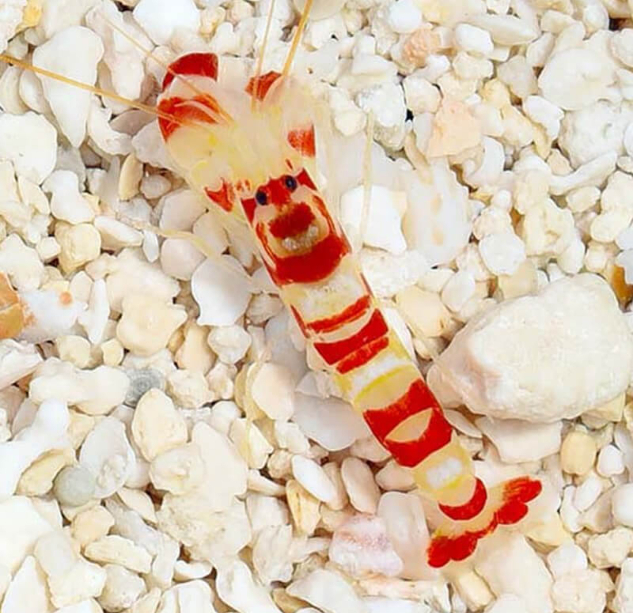 Pistol Tiger Shrimp