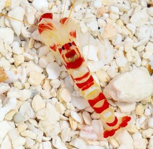 Pistol Tiger Shrimp