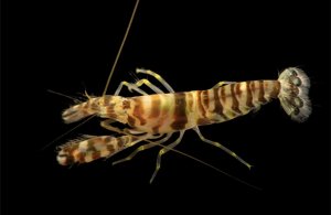 Pistol Tiger Shrimp