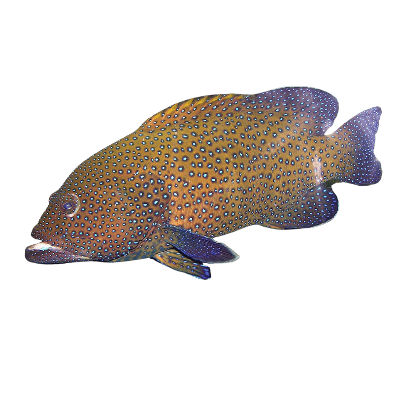 Blue Spotted Hind Md Grouper