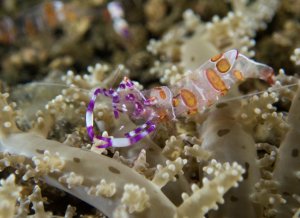 Anemone Shrimp