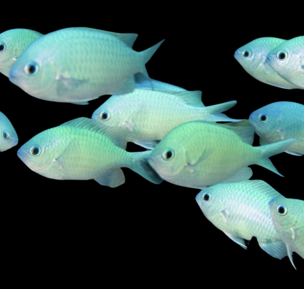 Green Lg Chromis