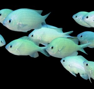 Green Lg Chromis