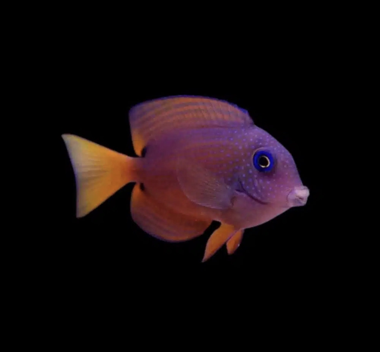 Bristletooth Blue Eye Lg Tang