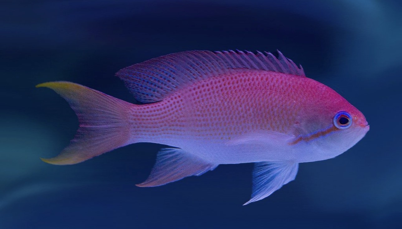 Hutomo's Anthias