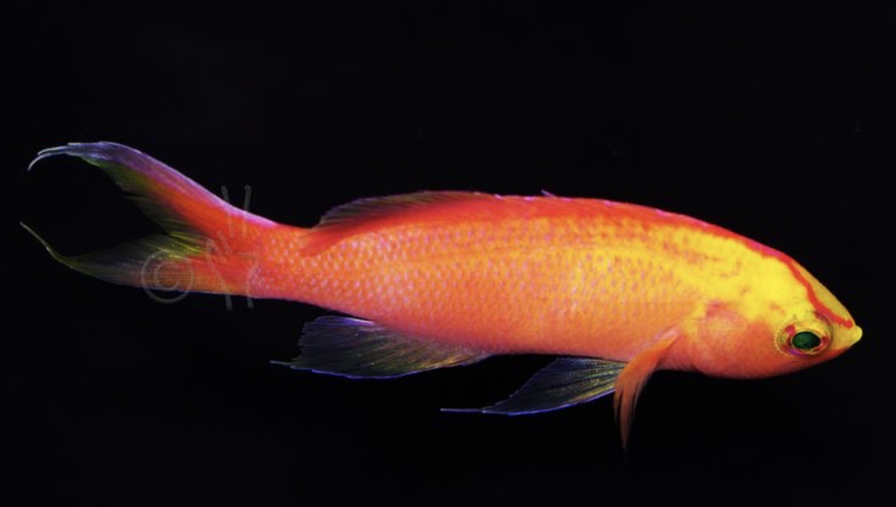 Sunset Anthias