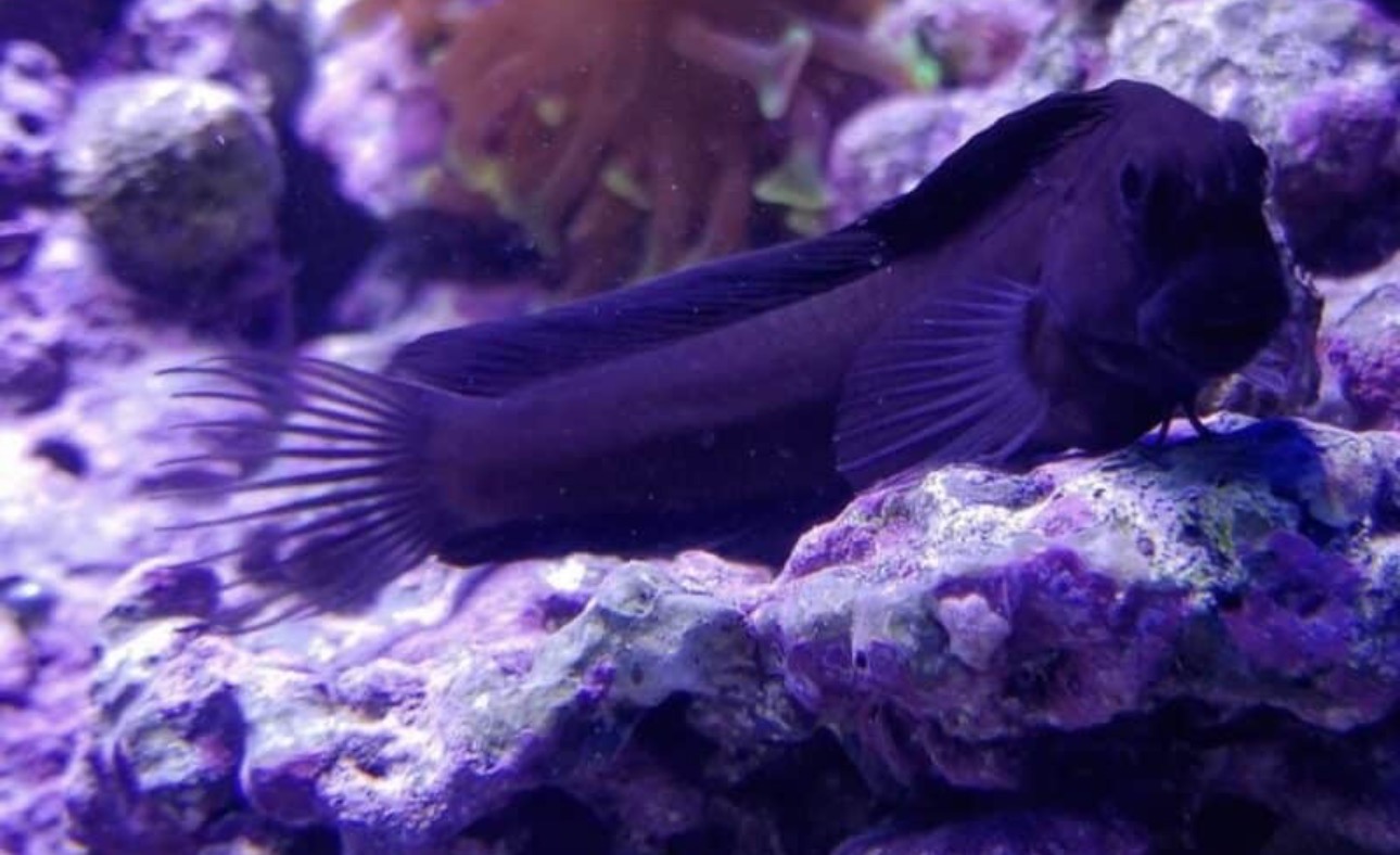 Black Widow Blenny